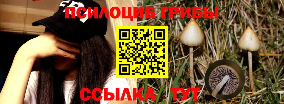 Псилоцибиновые грибы мицелий Ивантеевка